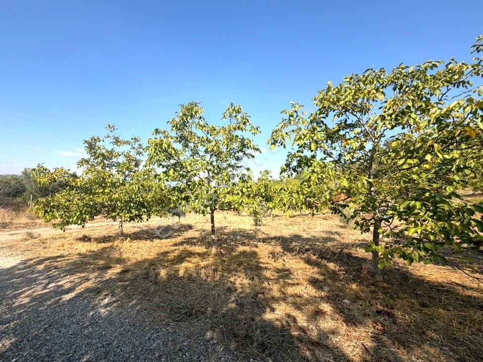 Kemalpaşa Yukarı Kızılca'da Elektrik Ve Suyu Olan 361m² Bahçe — fotoğraf 5