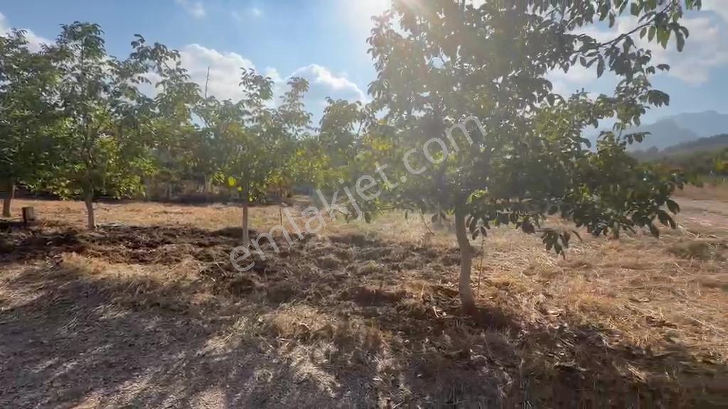 Kemalpaşa Yukarı Kızılca'da Elektrik Ve Suyu Olan 361m² Bahçe — fotoğraf 11
