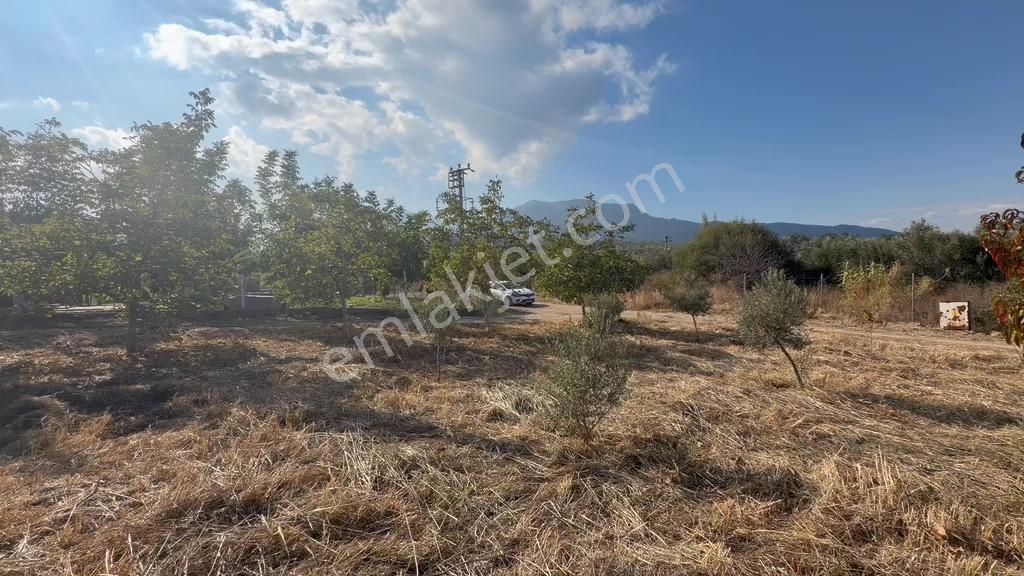 Kemalpaşa Yukarı Kızılca'da Elektrik Ve Suyu Olan 361m² Bahçe — fotoğraf 13