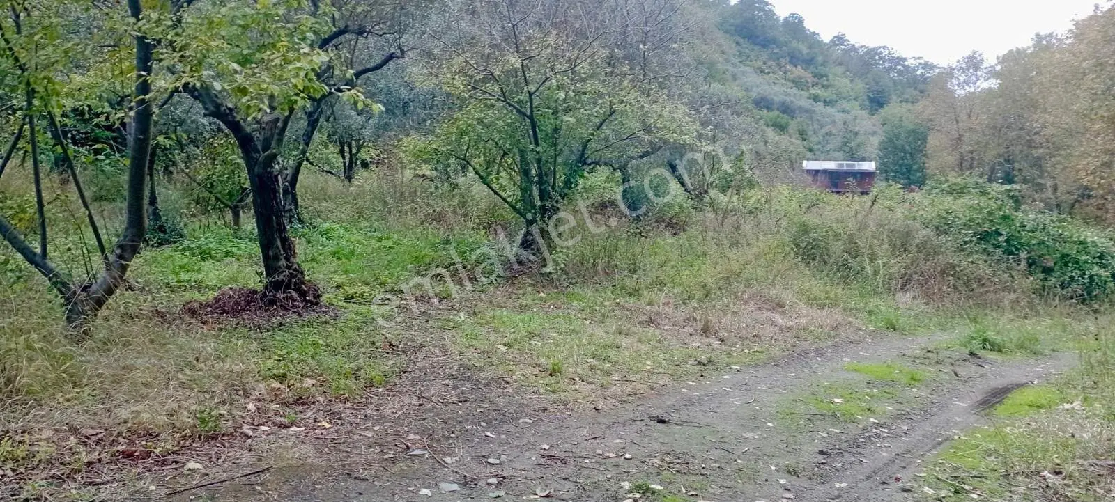 Erdek Ballipinarda 717 M Satılık Zeytinlik