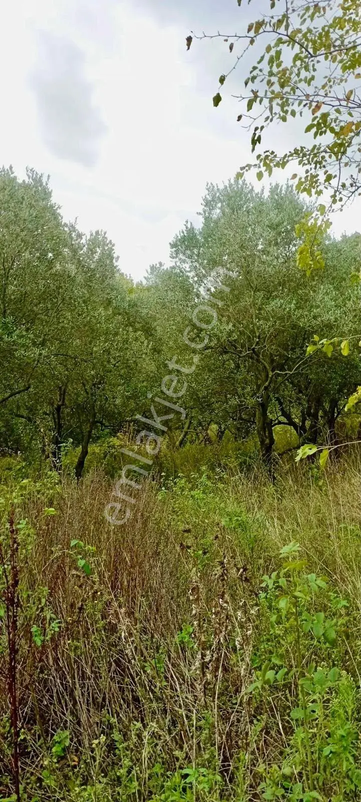 Erdek Ballipinarda 717 M Satılık Zeytinlik — fotoğraf 2
