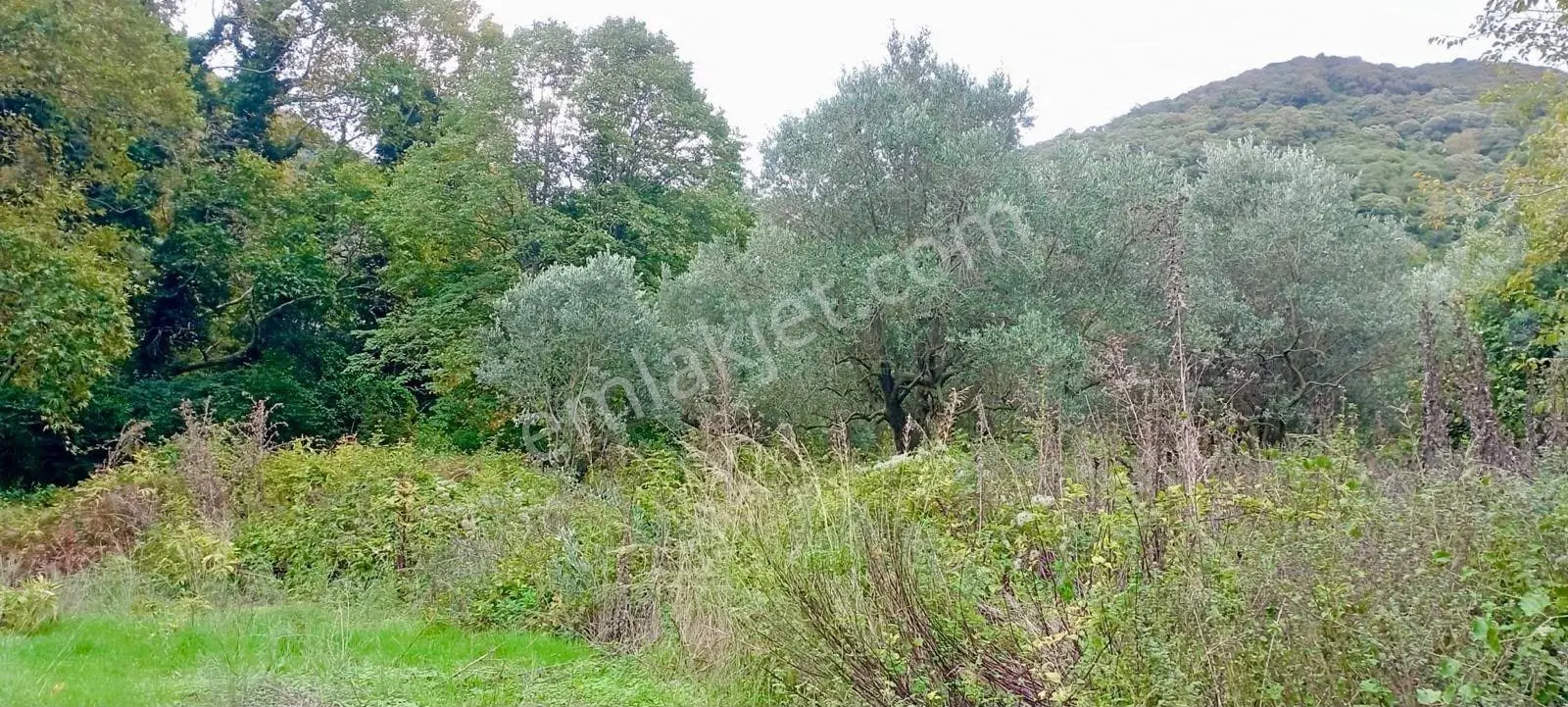 Erdek Ballipinarda 717 M Satılık Zeytinlik — fotoğraf 3