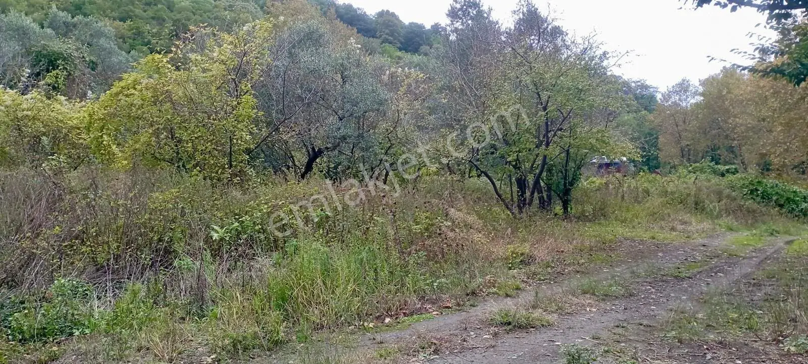 Erdek Ballipinarda 717 M Satılık Zeytinlik — fotoğraf 4