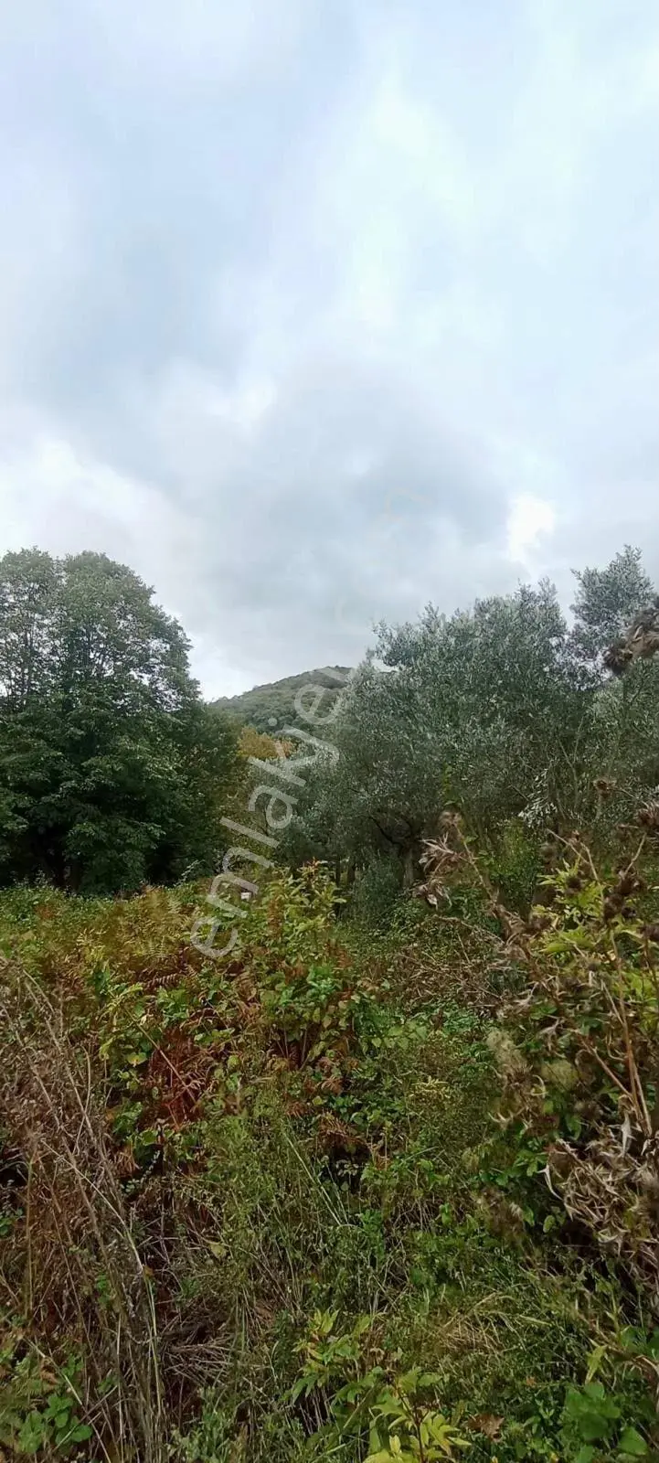 Erdek Ballipinarda 717 M Satılık Zeytinlik — fotoğraf 5