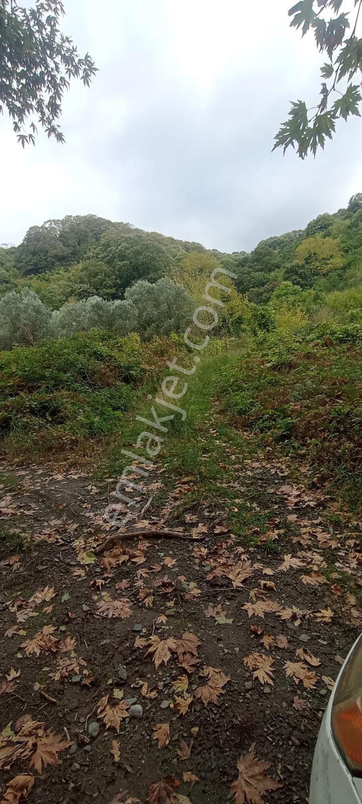 Erdek Ballipinarda 717 M Satılık Zeytinlik — fotoğraf 6