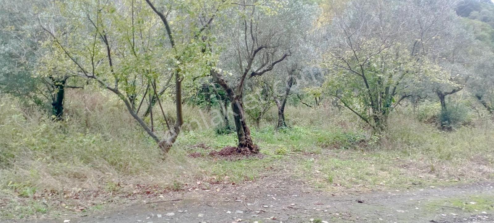 Erdek Ballipinarda 717 M Satılık Zeytinlik — fotoğraf 7