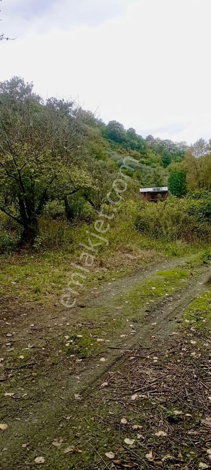 Erdek Ballipinarda 717 M Satılık Zeytinlik — fotoğraf 8
