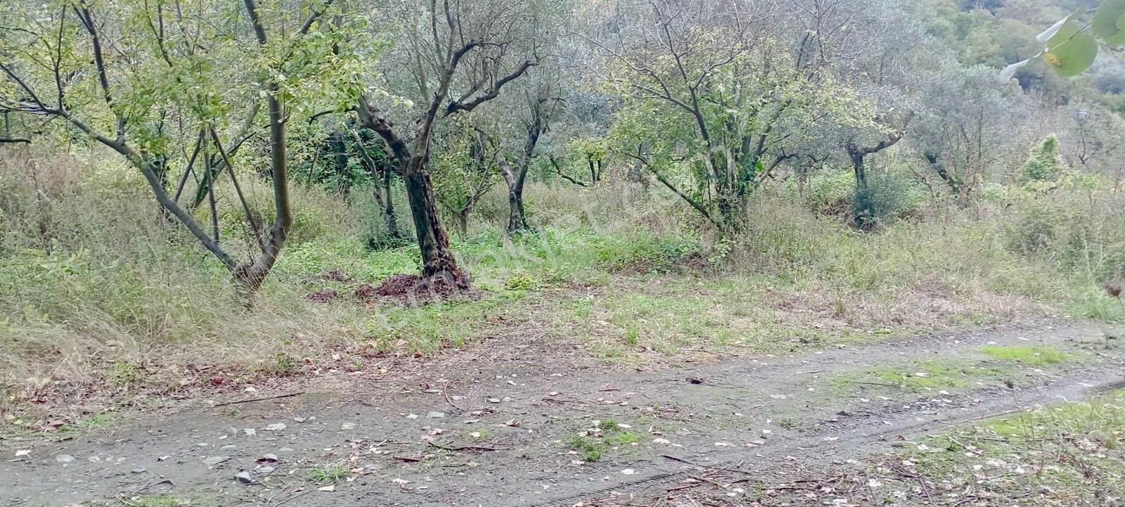 Erdek Ballipinarda 717 M Satılık Zeytinlik — fotoğraf 9
