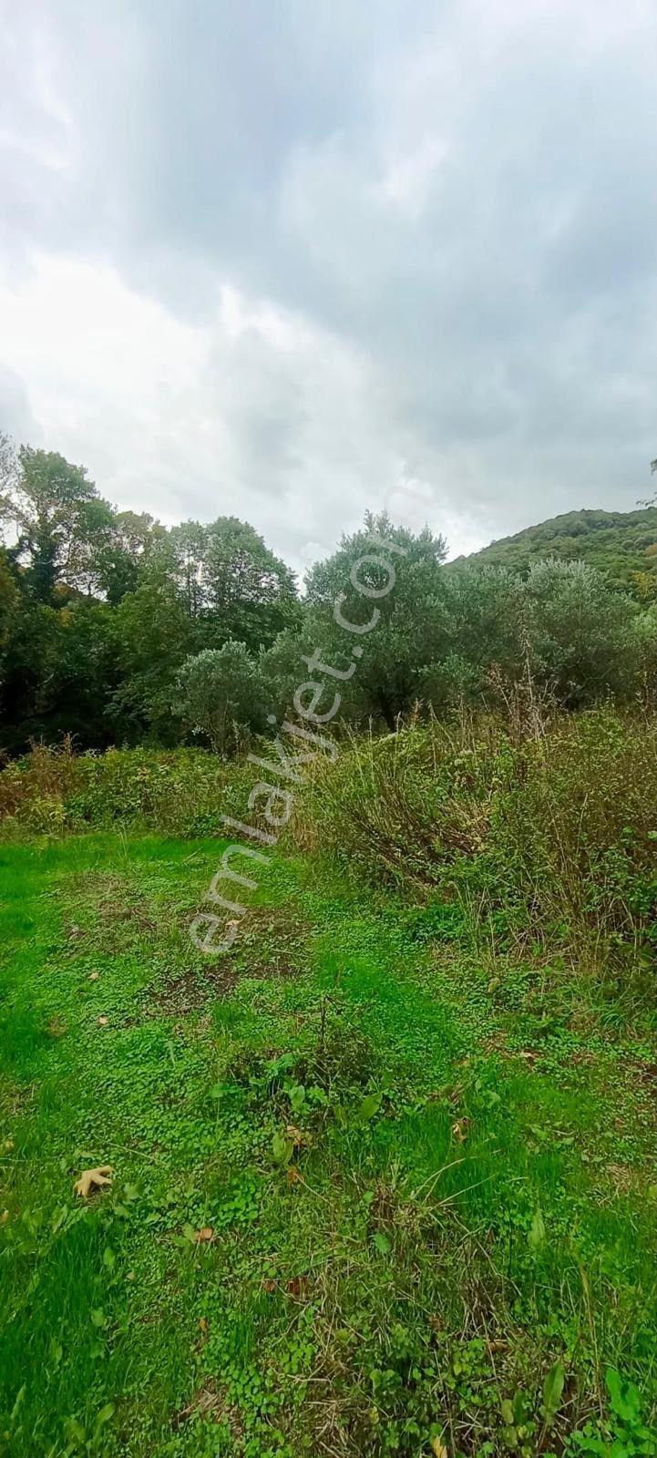 Erdek Ballipinarda 717 M Satılık Zeytinlik — fotoğraf 10