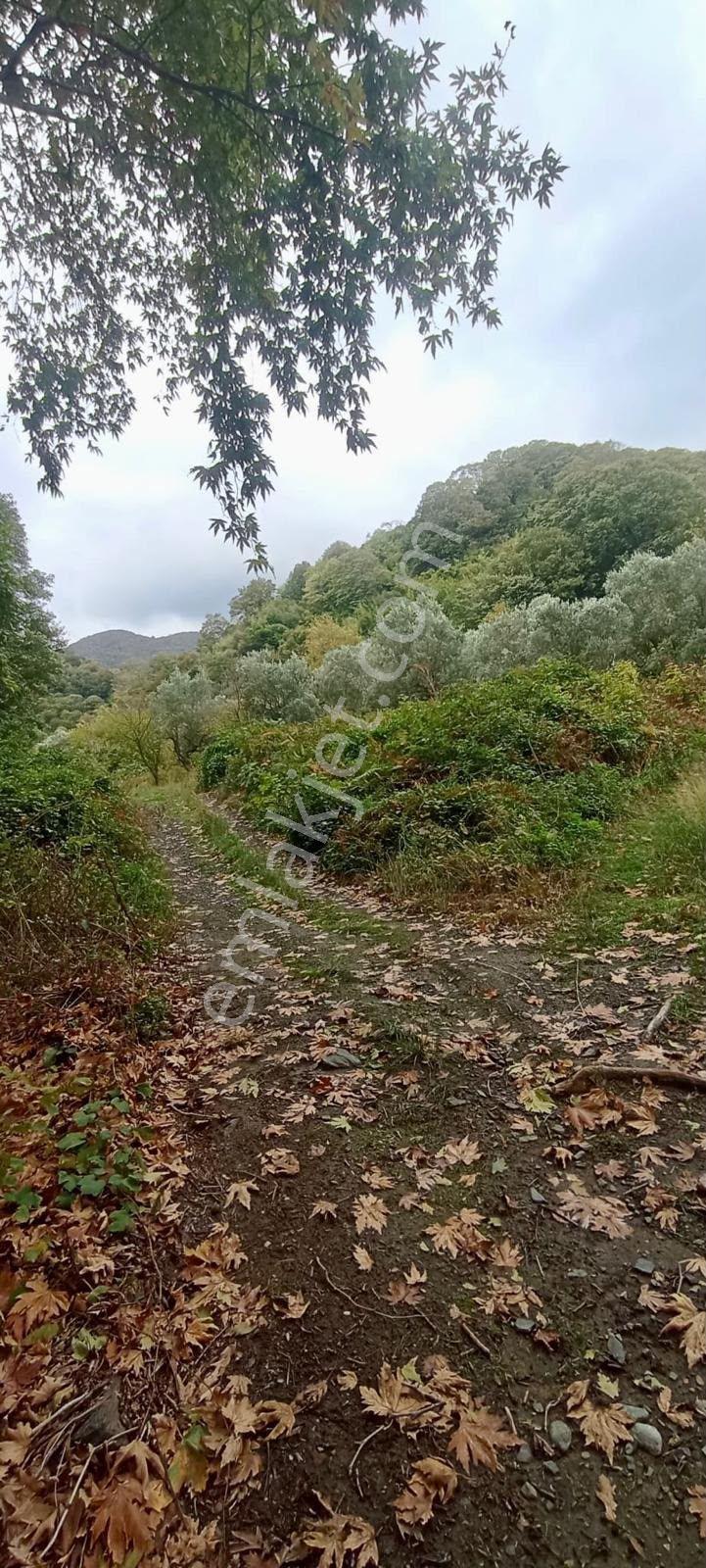 Erdek Ballipinarda 717 M Satılık Zeytinlik — fotoğraf 11