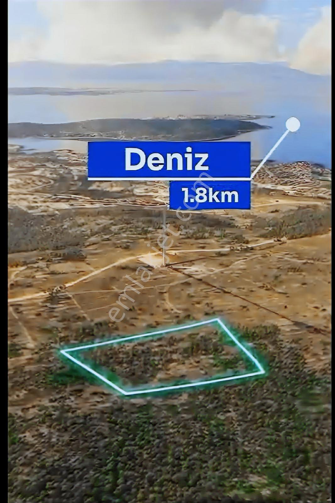 Çeşme Reisdere'De Tek Tapulu Zeytin Ağaçlı Satılık Tarla