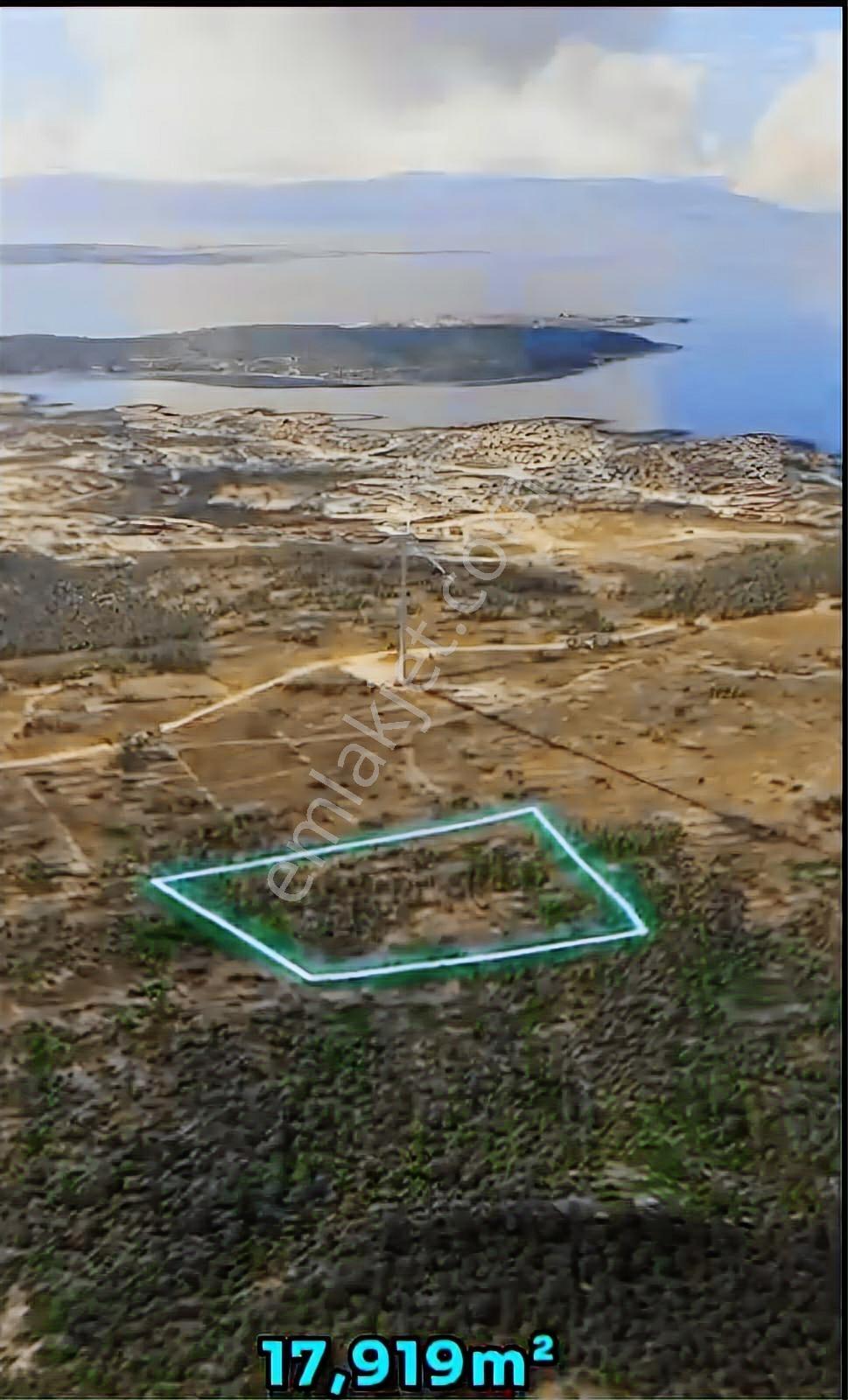 Çeşme Reisdere'de Tek Tapulu Zeytin Ağaçlı Satılık Tarla — fotoğraf 2