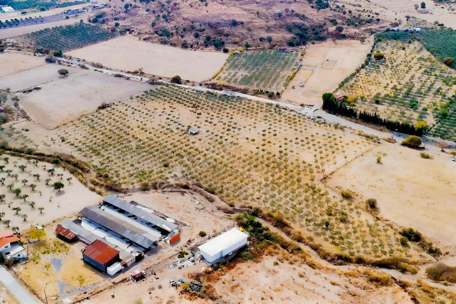 Merkeze Yakın-Çok Amaçlı Kullanıma Uygun 33.072M2 Zeytinli Tarla