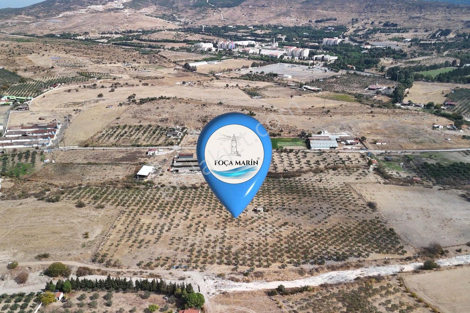 Merkeze Yakın-çok Amaçlı Kullanıma Uygun 33.072m2 Zeytinli Tarla — fotoğraf 3