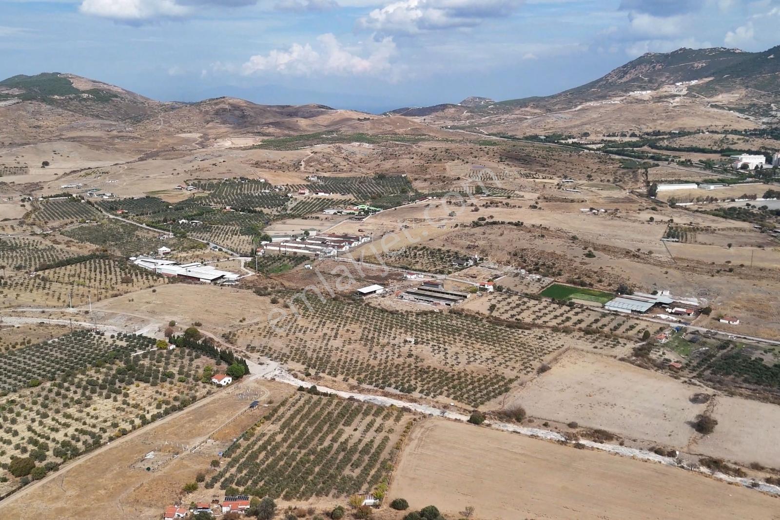 Merkeze Yakın-çok Amaçlı Kullanıma Uygun 33.072m2 Zeytinli Tarla — fotoğraf 5