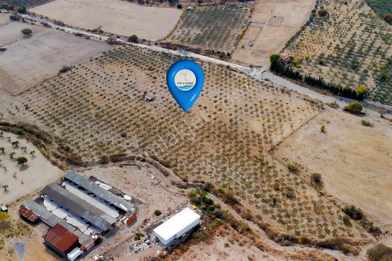 Merkeze Yakın-çok Amaçlı Kullanıma Uygun 33.072m2 Zeytinli Tarla — fotoğraf 6