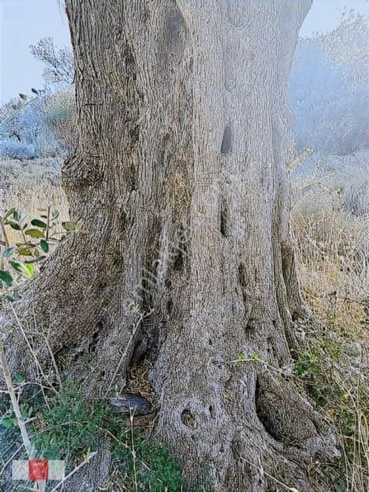 Kendini Sev, Doğayı Çok Sev, Mutlu Ol, Hayat Çok Kısa
