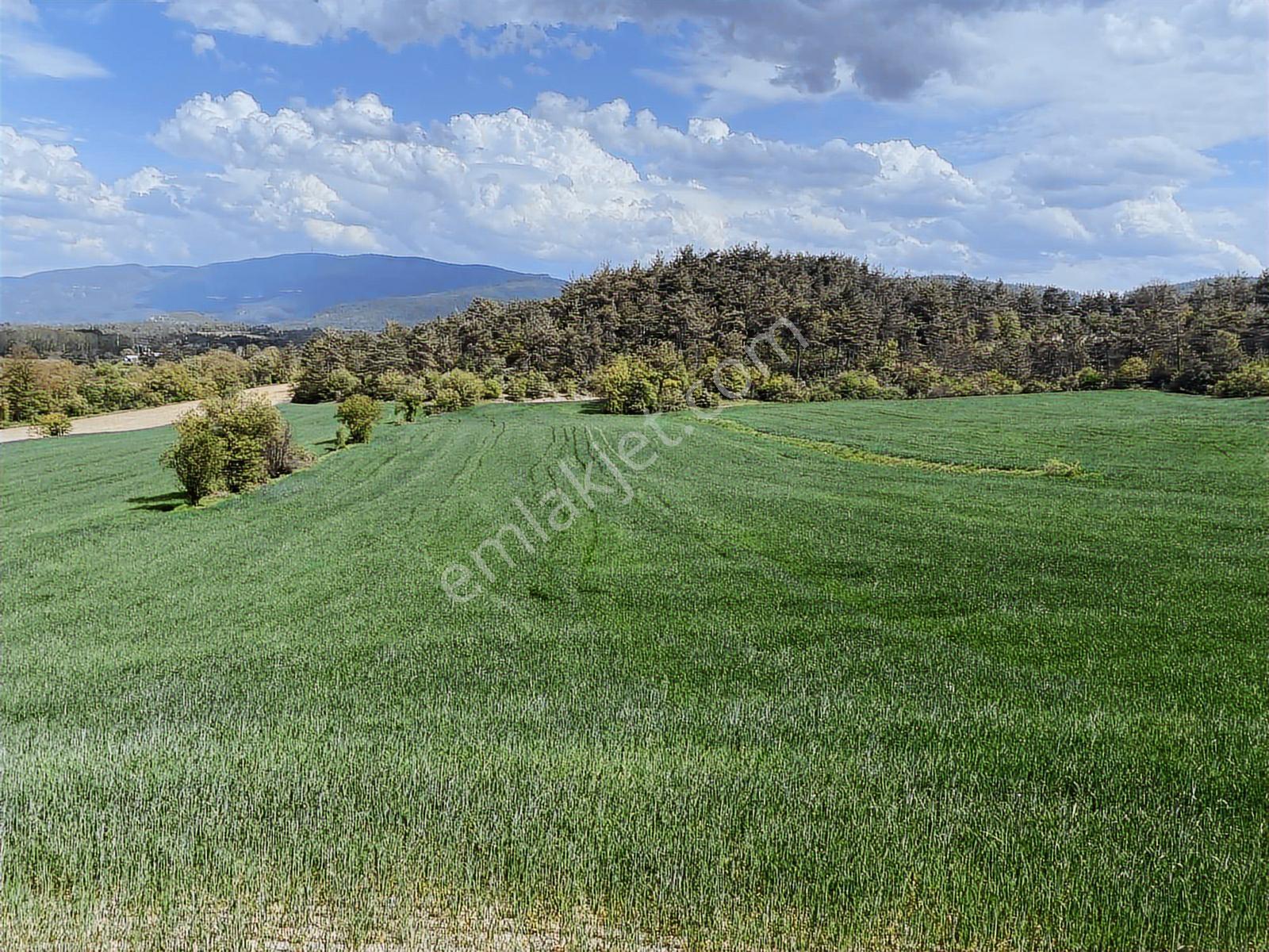 Rw/detay'dan Bolu Göynük Karacalarda Satılık Tarla — fotoğraf 11