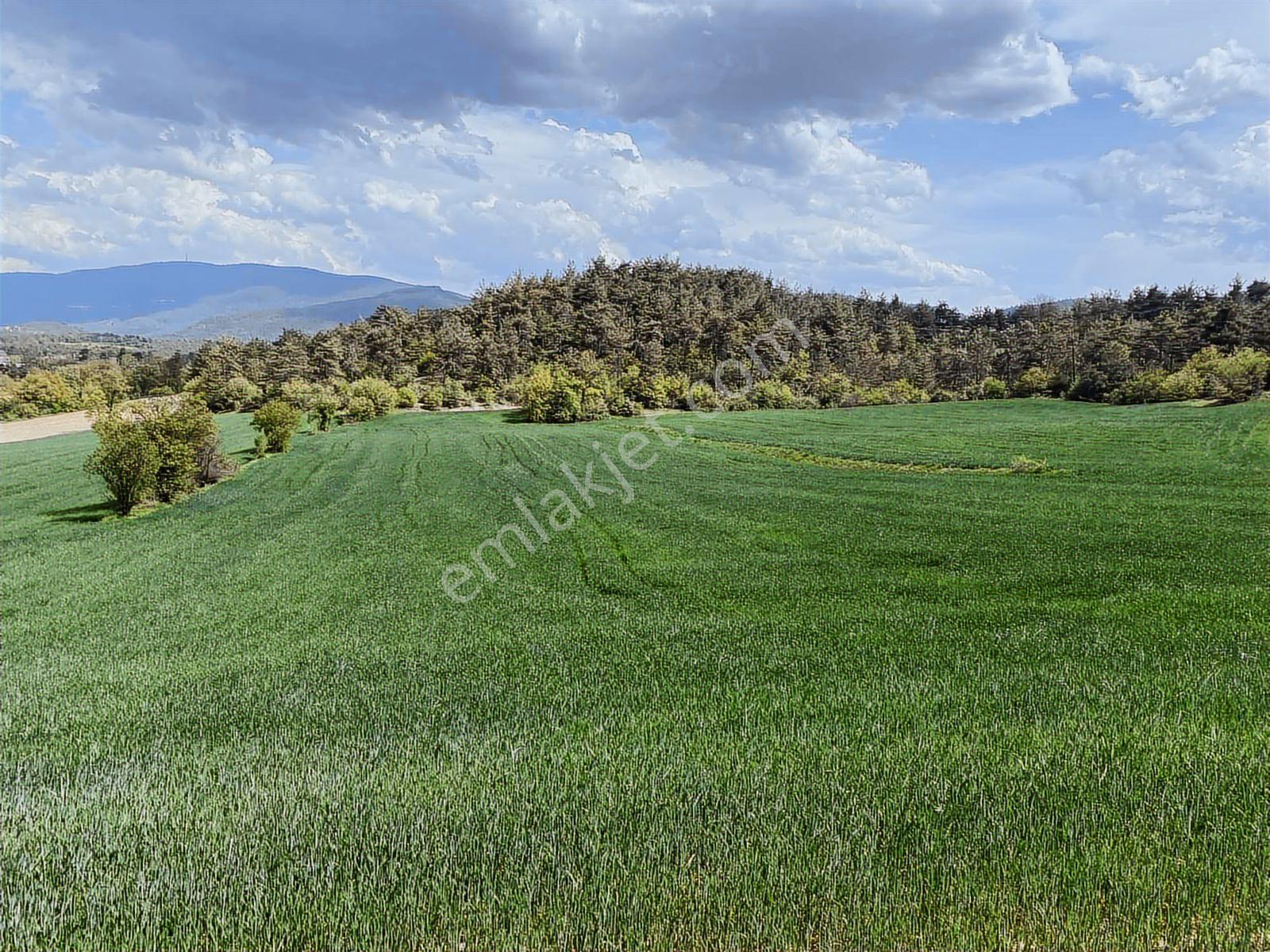 Rw/detay'dan Bolu Göynük Karacalarda Satılık Tarla — fotoğraf 18