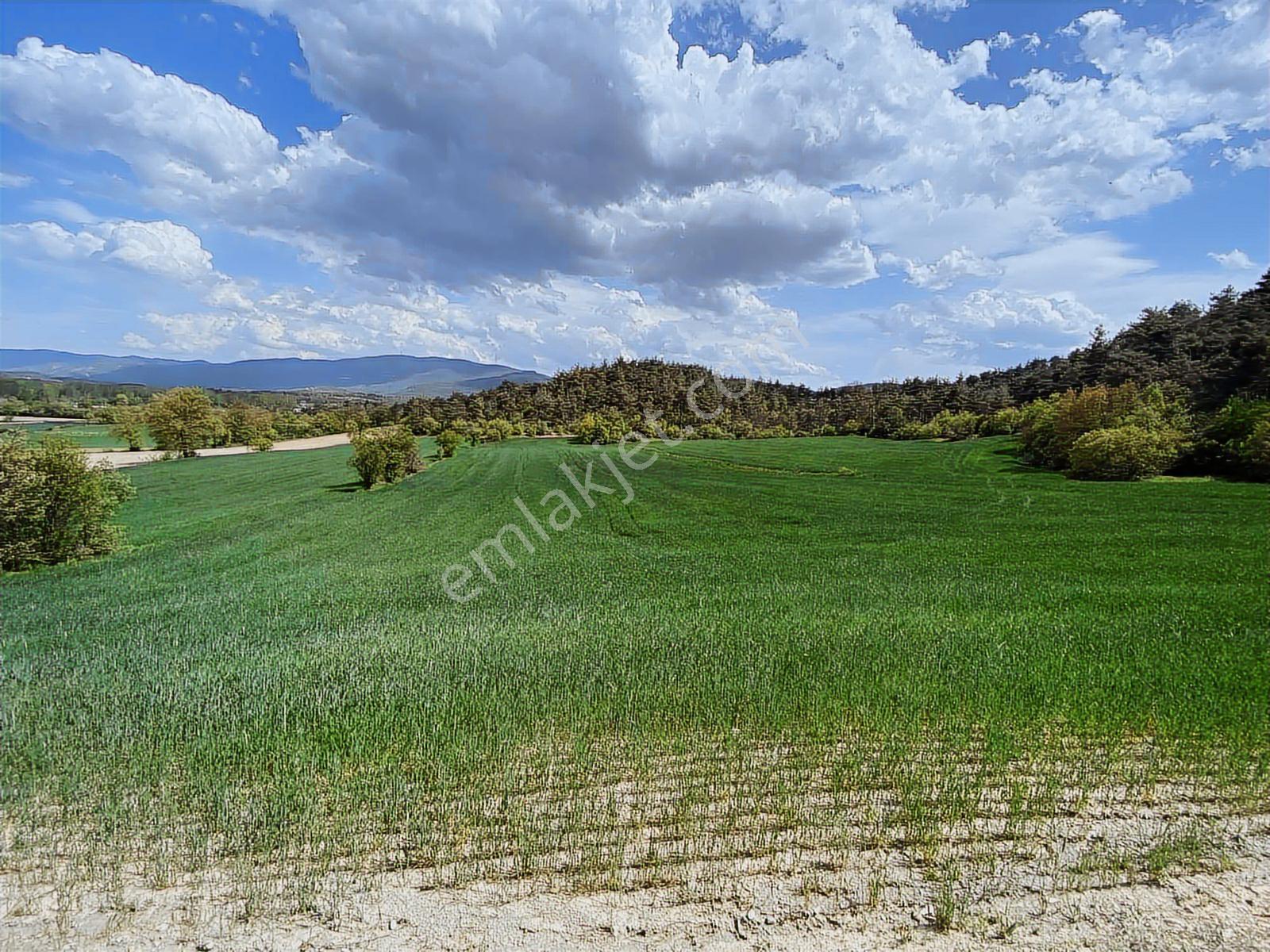 Rw/detay'dan Bolu Göynük Karacalarda Satılık Tarla — fotoğraf 19