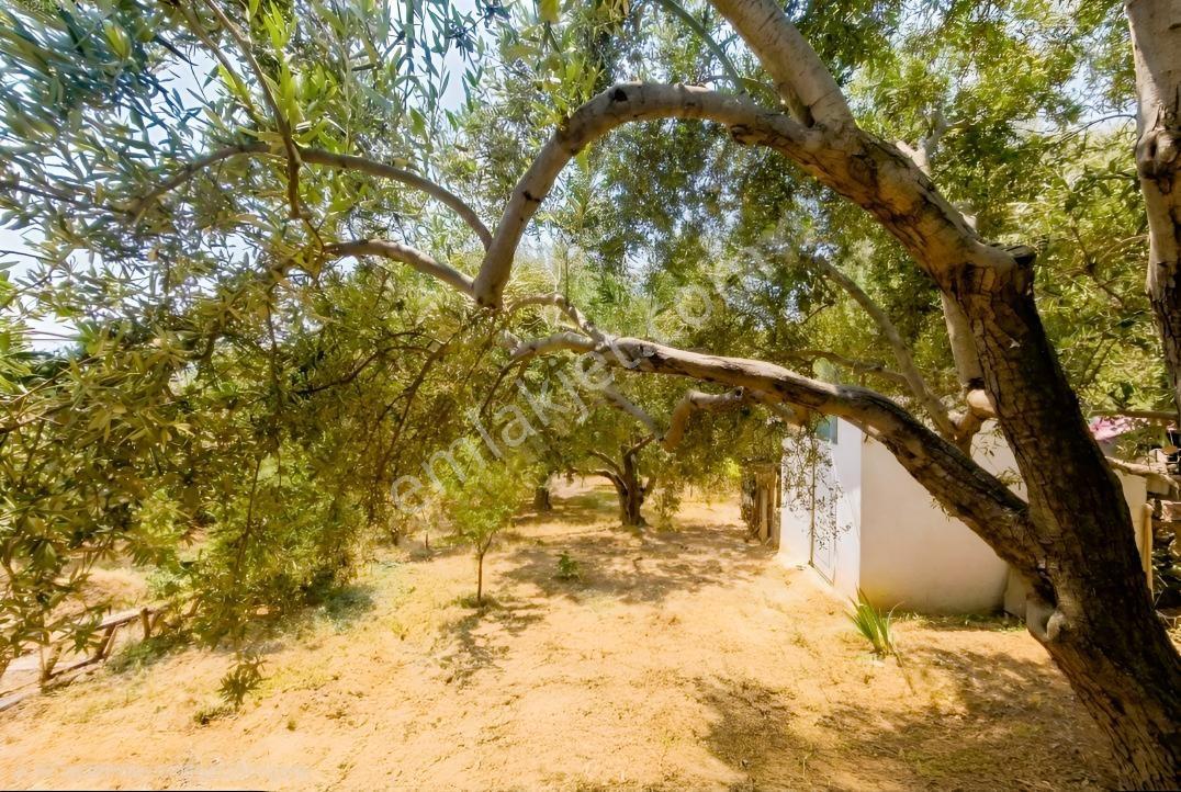 Kemalpaşa Damlacık'ta Yapı Kullanımlı 1+1 Ev 500 M2 Hisseli — fotoğraf 15