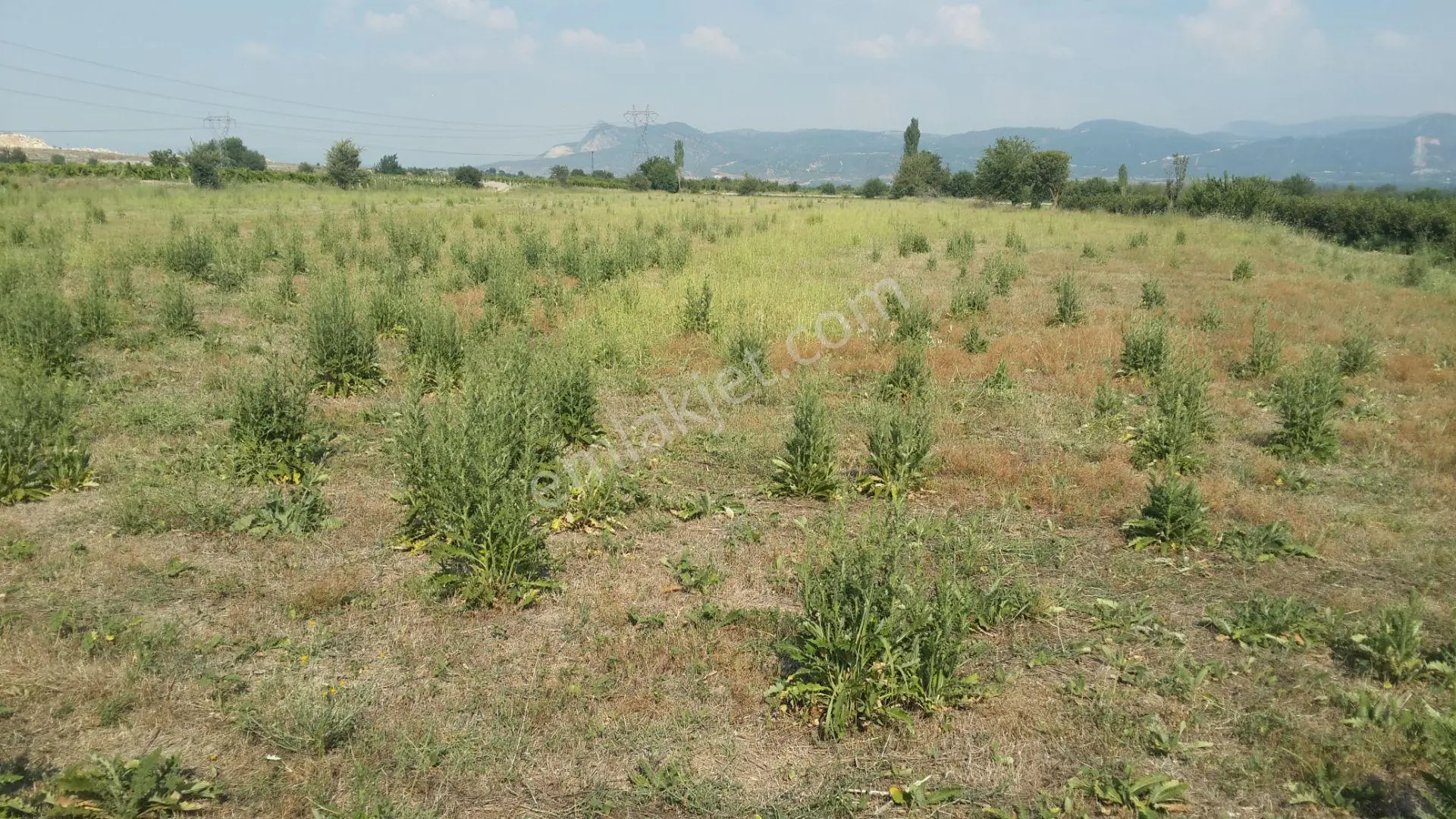 Denizli/tavas/altınova.çatak Mevkiinde Verimli Tarla.e Sağat — fotoğraf 5