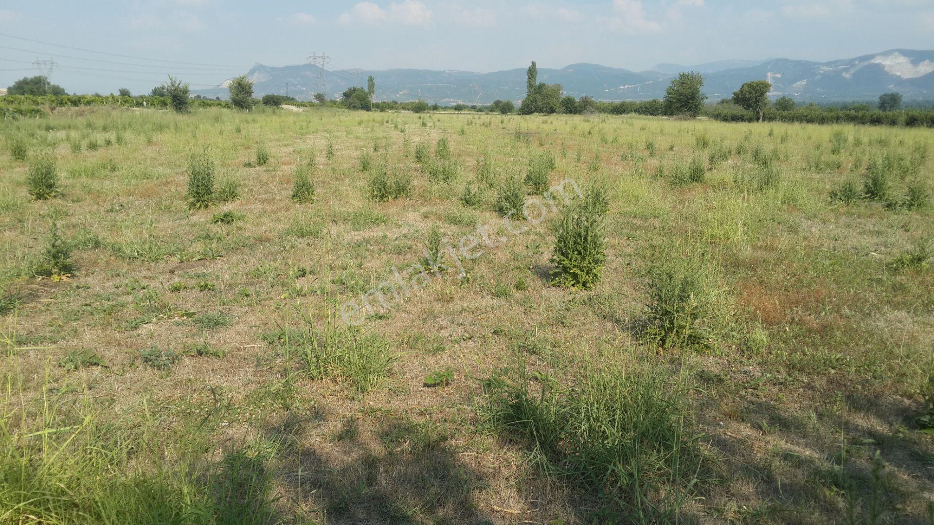 Denizli/tavas/altınova.çatak Mevkiinde Verimli Tarla.e Sağat — fotoğraf 6