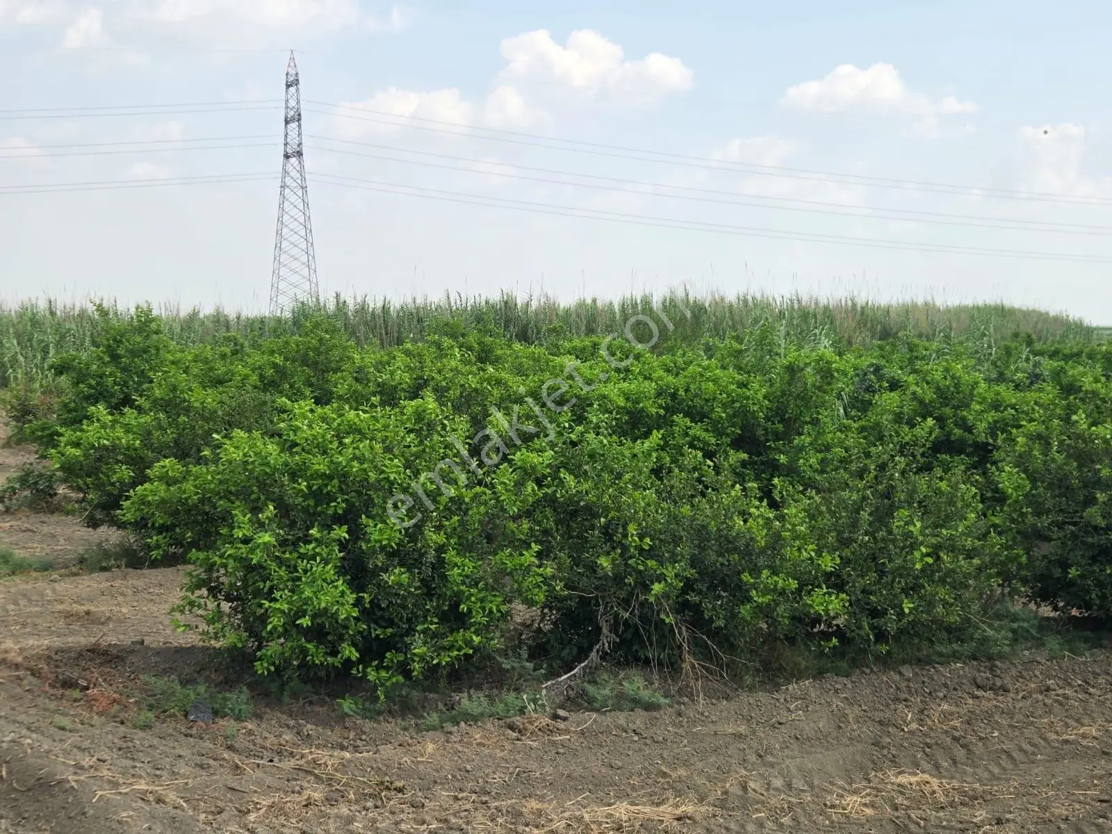 Ceyhan Çukurova Harasında/4500 Limon Ağaçlı/127.000 M2 Bahçe — fotoğraf 2