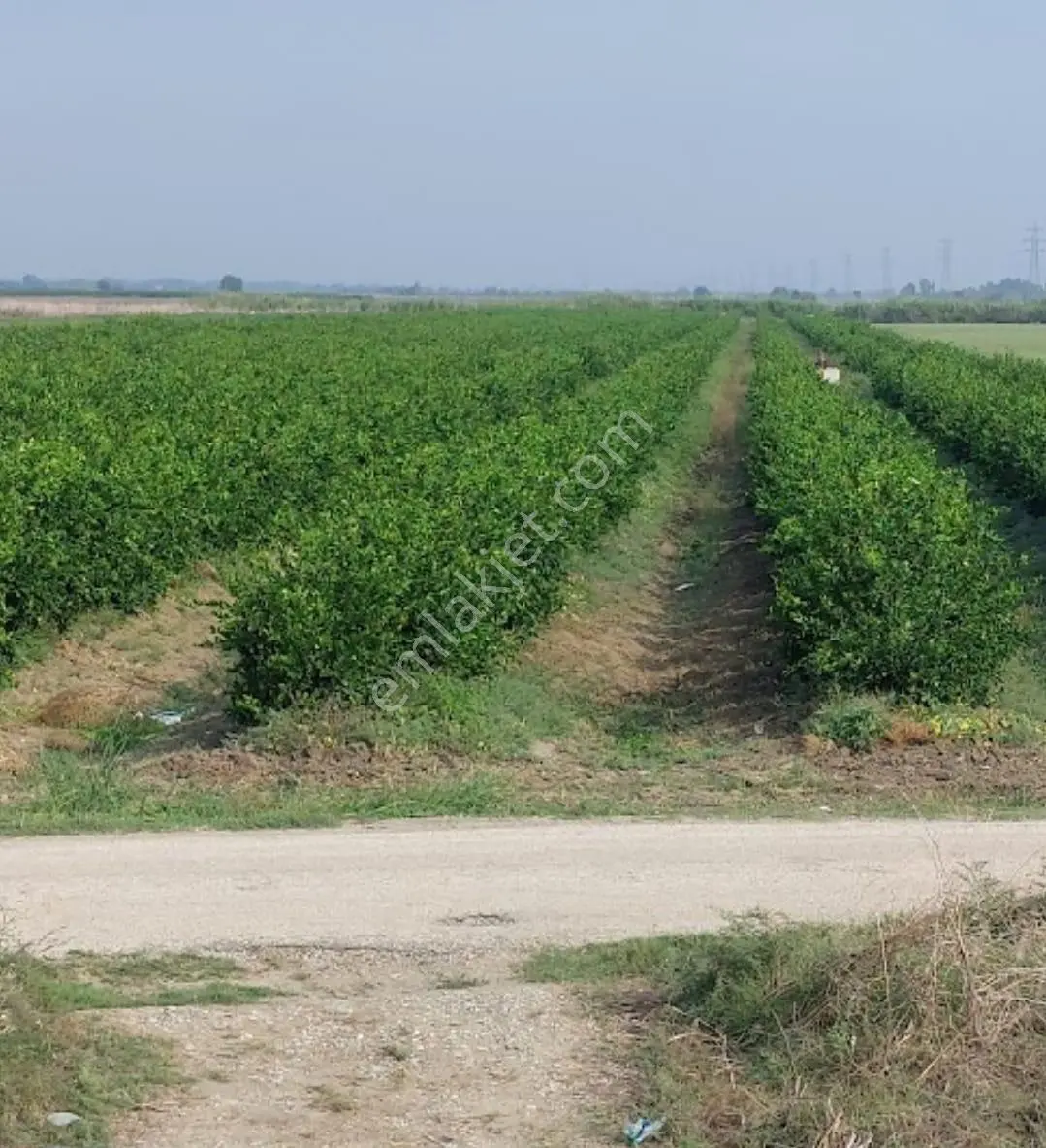 Ceyhan Çukurova Harasında/4500 Limon Ağaçlı/127.000 M2 Bahçe — fotoğraf 4