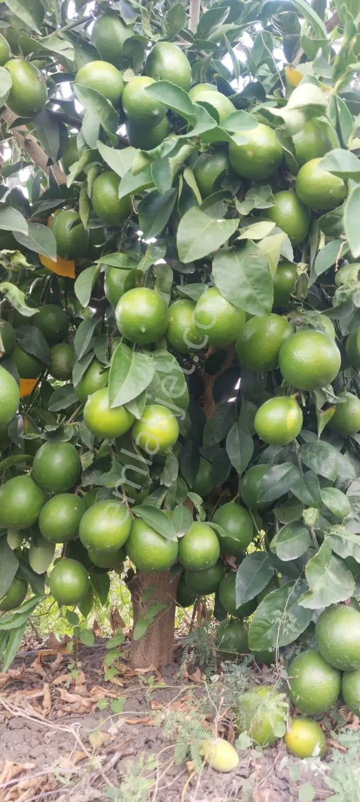Ceyhan Çukurova Harasında/4500 Limon Ağaçlı/127.000 M2 Bahçe — fotoğraf 5