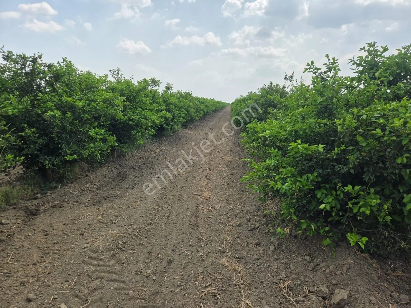 Ceyhan Çukurova Harasında/4500 Limon Ağaçlı/127.000 M2 Bahçe — fotoğraf 6