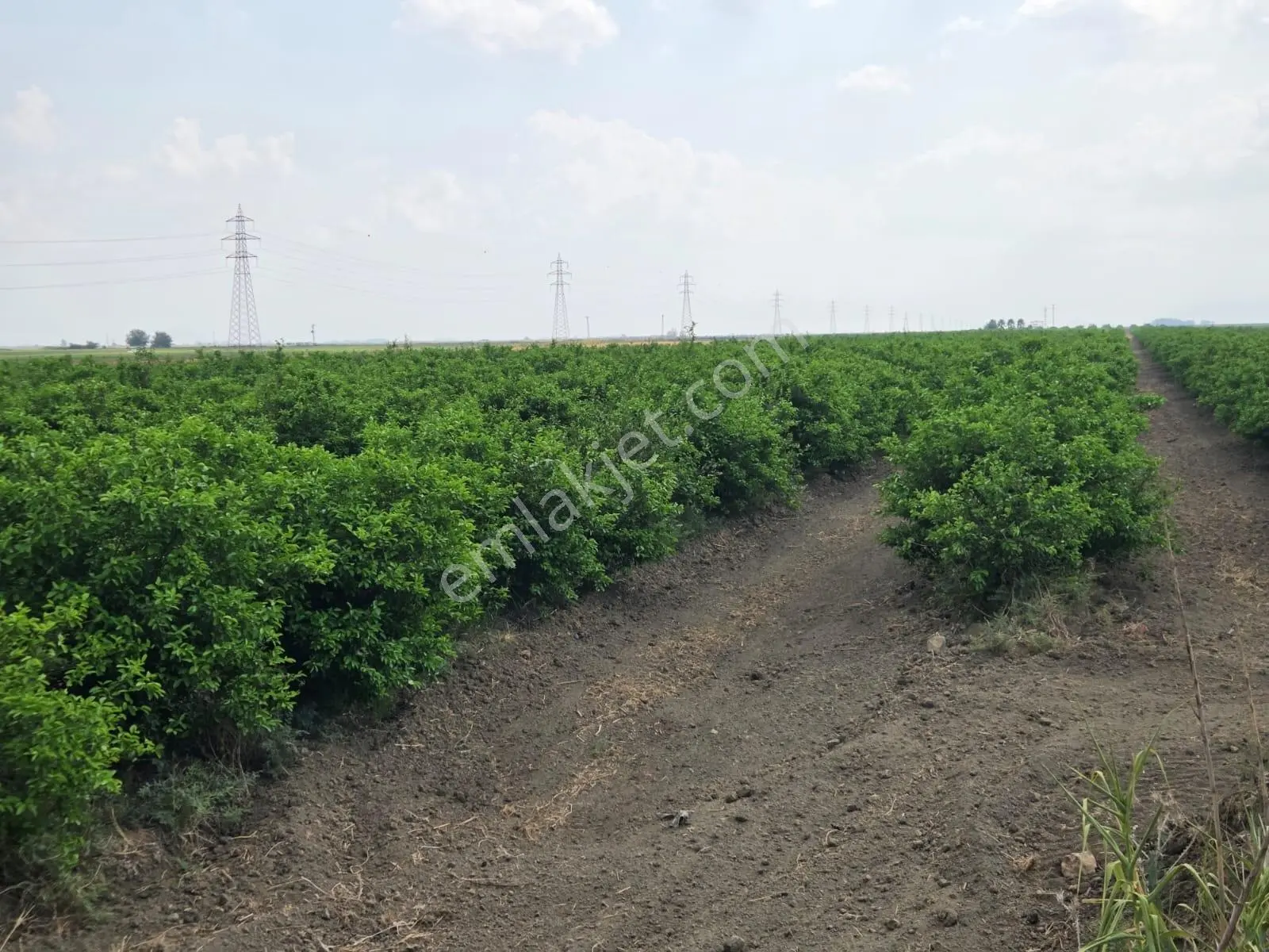 Ceyhan Çukurova Harasında/4500 Limon Ağaçlı/127.000 M2 Bahçe — fotoğraf 7