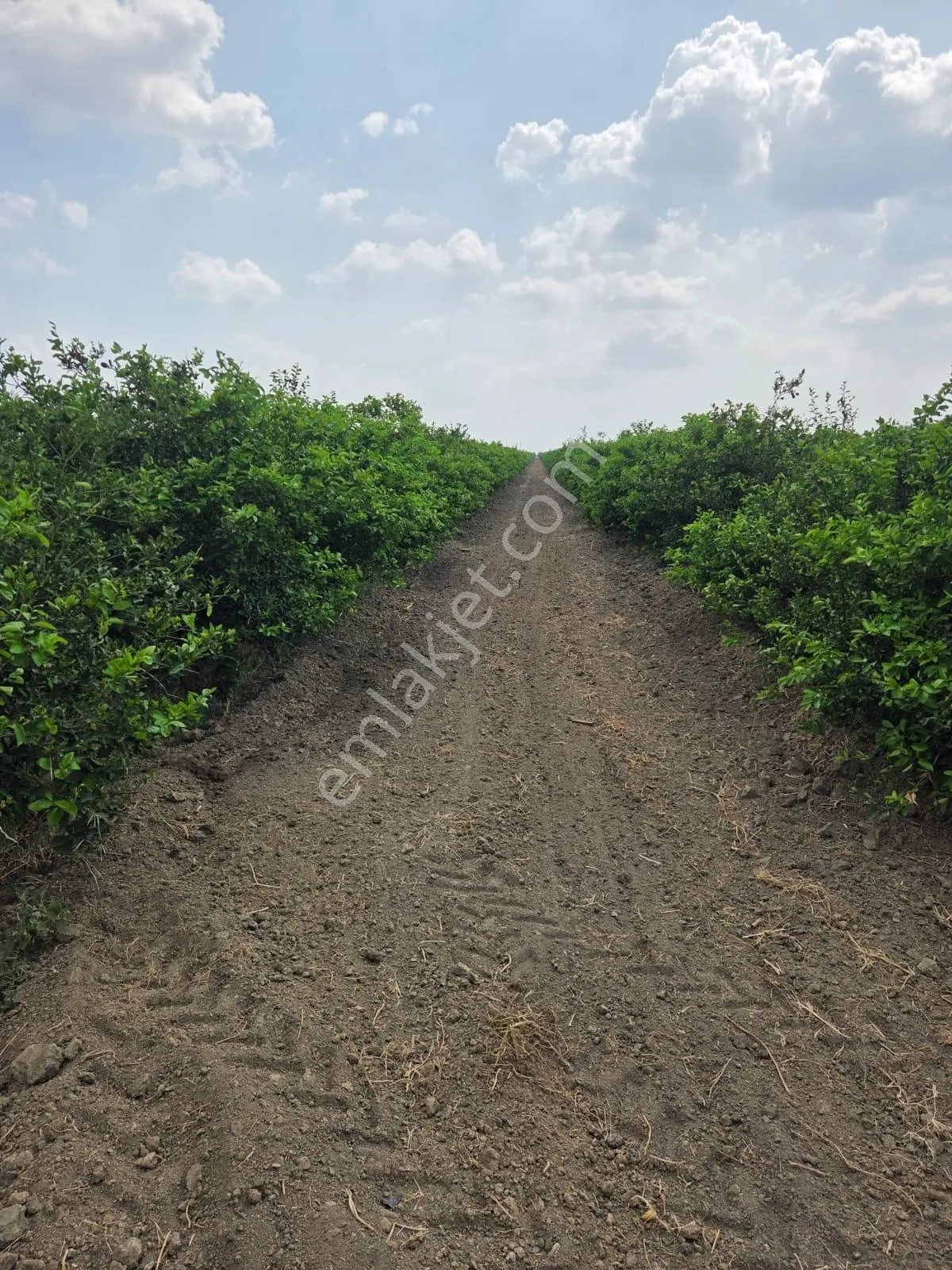 Ceyhan Çukurova Harasında/4500 Limon Ağaçlı/127.000 M2 Bahçe — fotoğraf 9
