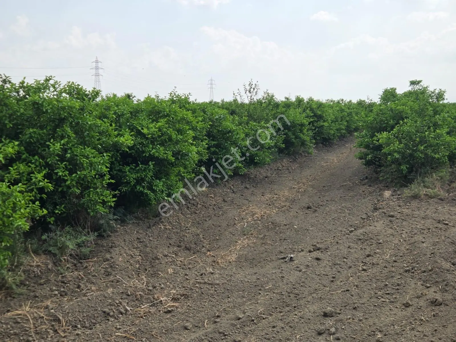 Ceyhan Çukurova Harasında/4500 Limon Ağaçlı/127.000 M2 Bahçe — fotoğraf 10