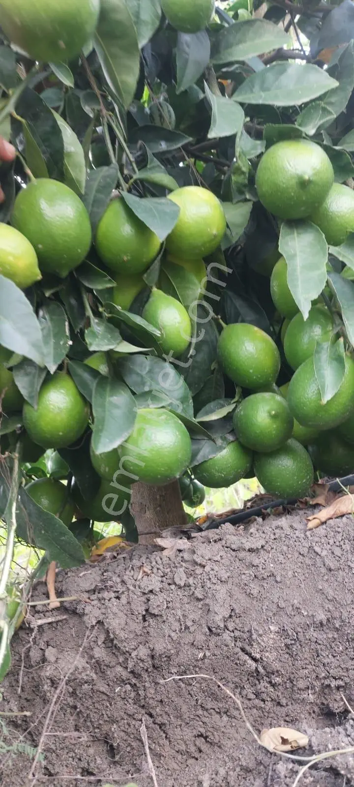Ceyhan Çukurova Harasında/4500 Limon Ağaçlı/127.000 M2 Bahçe — fotoğraf 15