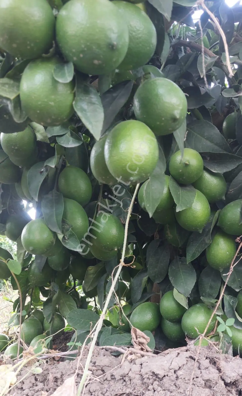 Ceyhan Çukurova Harasında/4500 Limon Ağaçlı/127.000 M2 Bahçe — fotoğraf 16