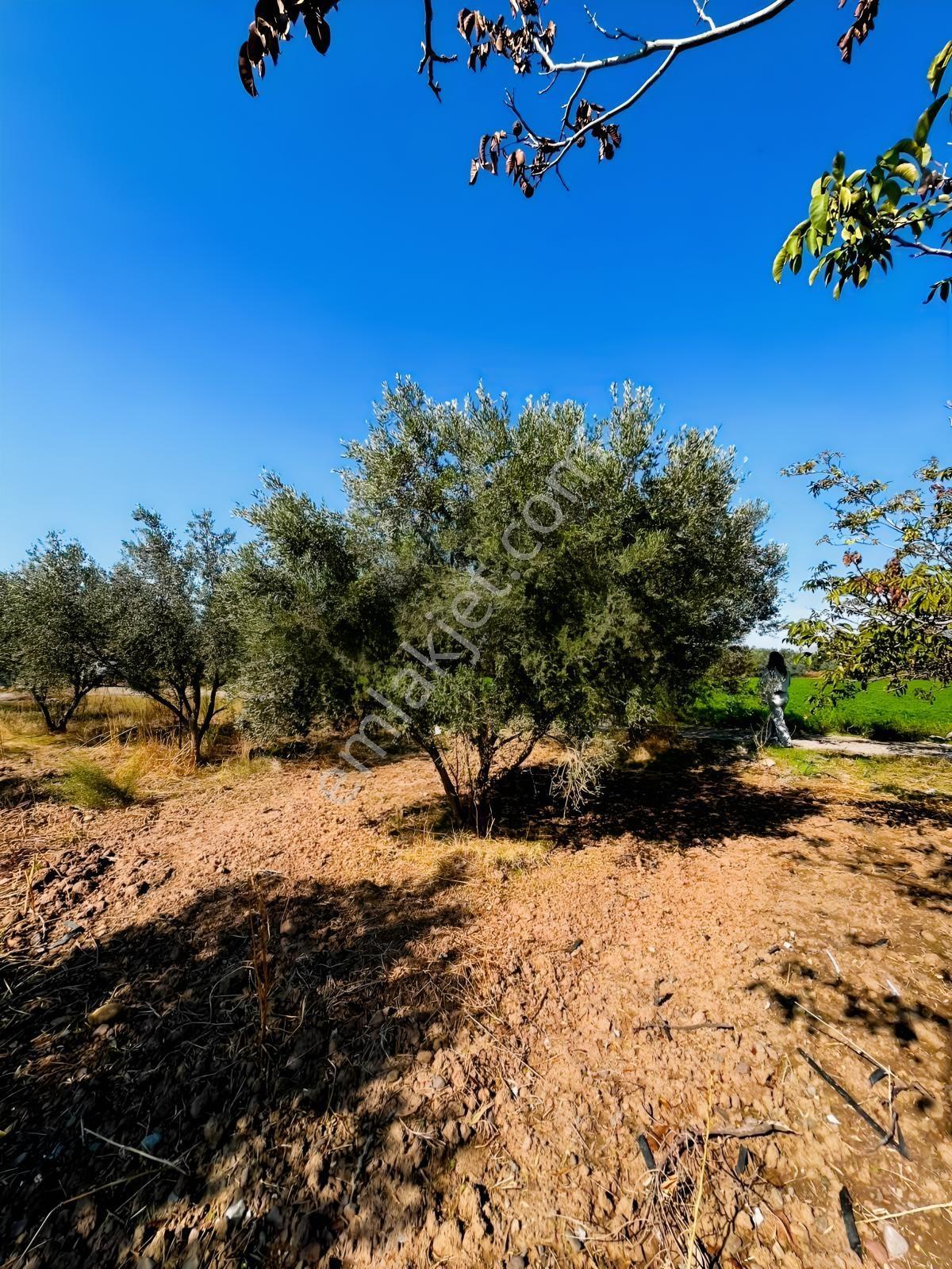 Menemen Türkellinde Novada Avm Yakını Satılık Tarla — fotoğraf 2