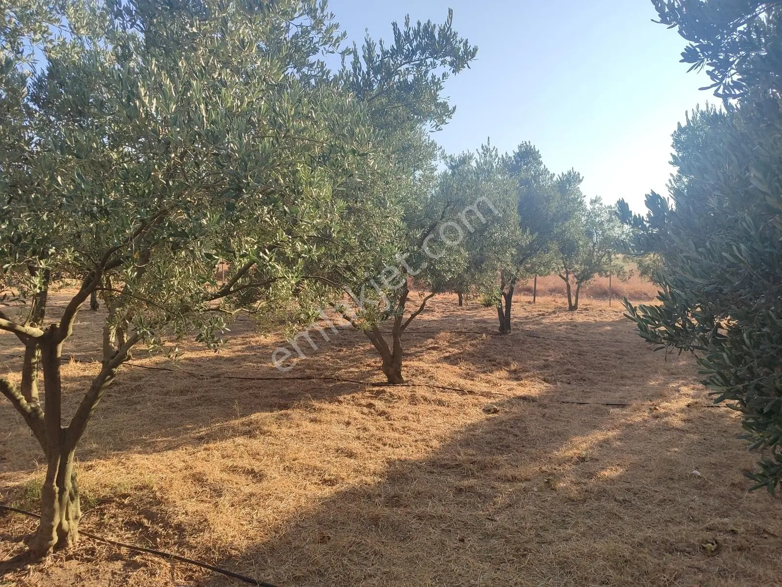 İzmir Tire Sb Emlak'tan Eskioba Mah. Satılık Fırsat Gayrimenkul — fotoğraf 23