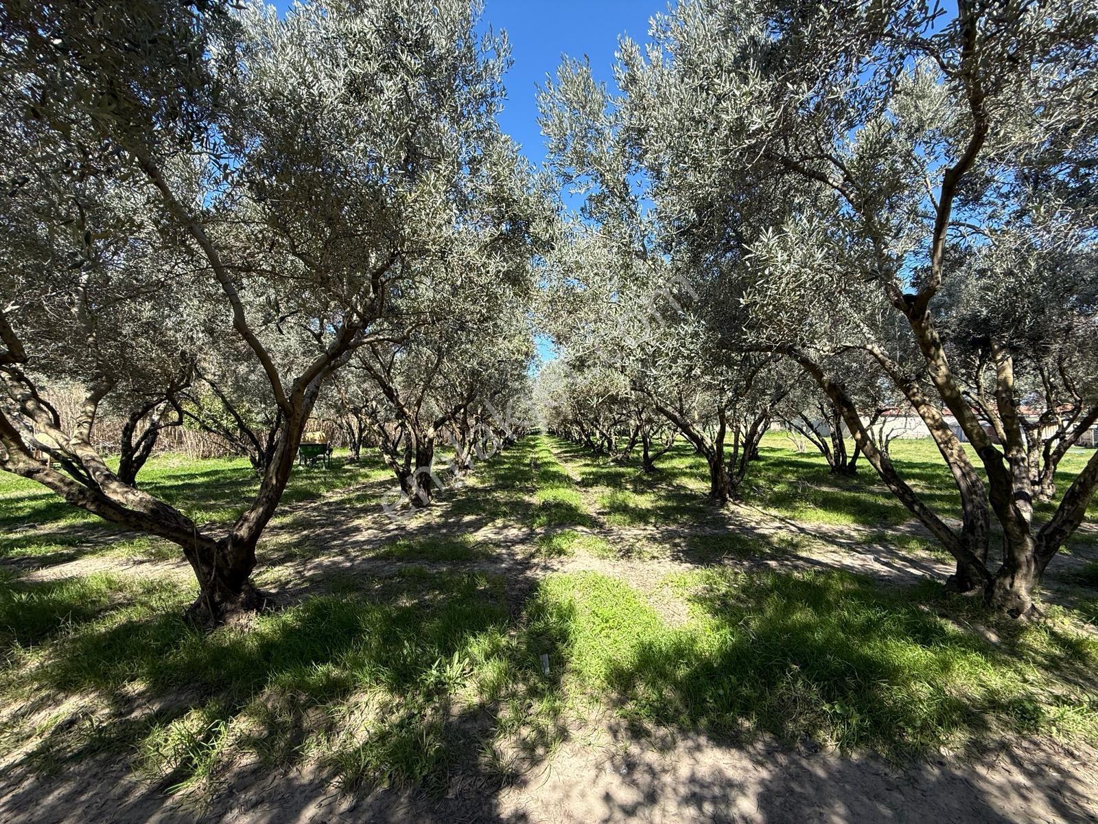 Parla'dan Burhaniye Çoruk Mah.'de 3842m² İmarlı Yatırım Fırsatı — fotoğraf 4