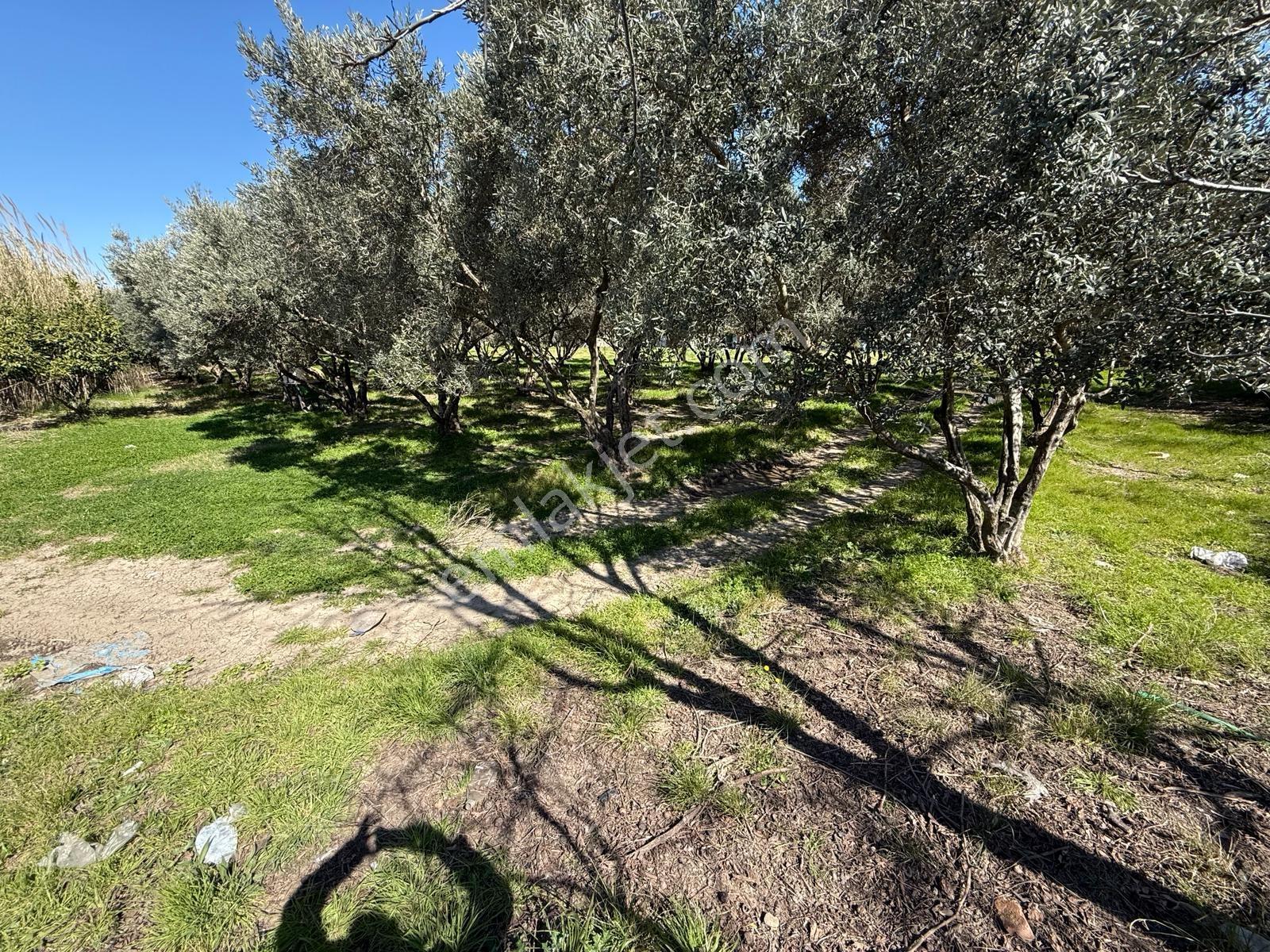 Parla'dan Burhaniye Çoruk Mah.'de 3842m² İmarlı Yatırım Fırsatı — fotoğraf 8
