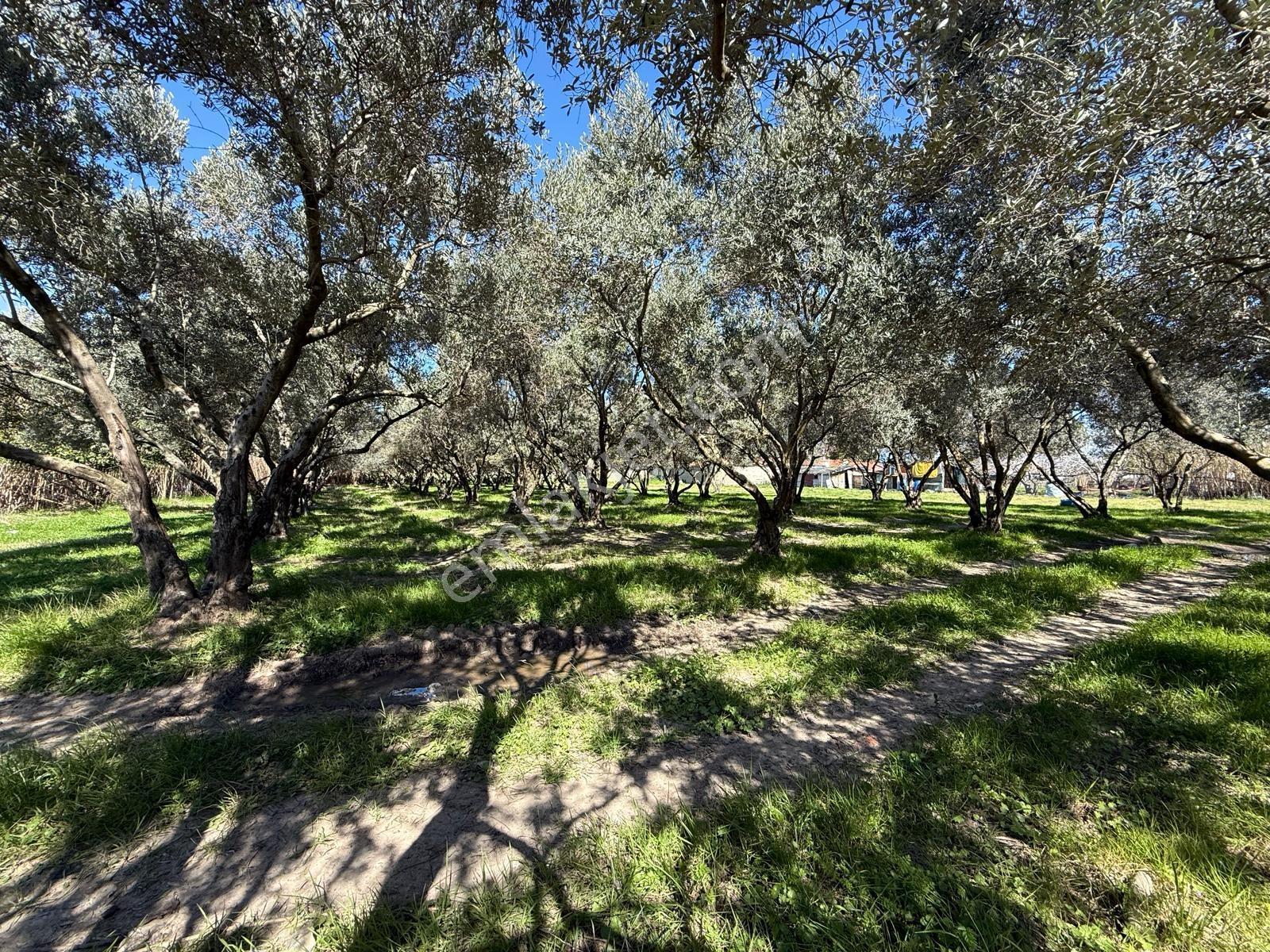 Parla'dan Burhaniye Çoruk Mah.'de 3842m² İmarlı Yatırım Fırsatı — fotoğraf 15