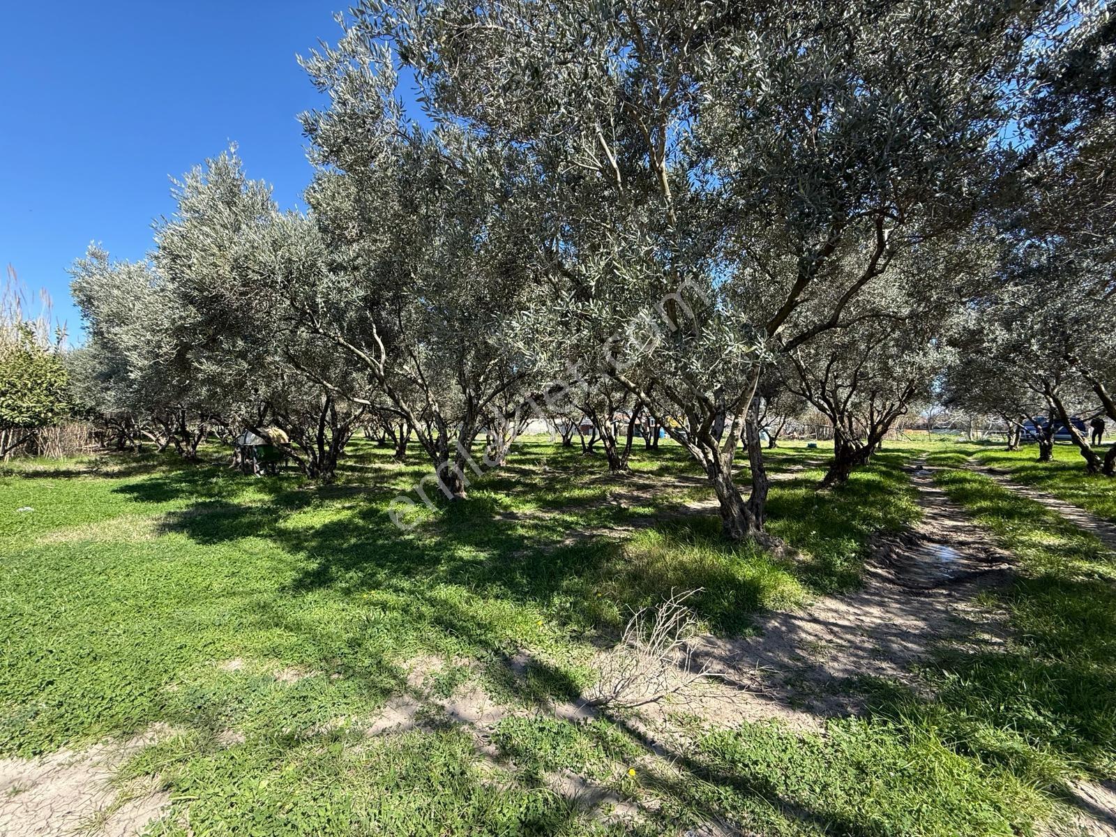 Parla'dan Burhaniye Çoruk Mah.'de 3842m² İmarlı Yatırım Fırsatı — fotoğraf 28