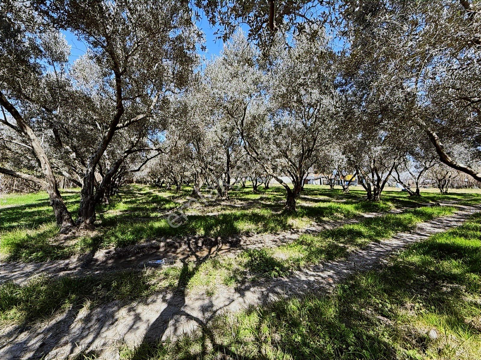 Parla'dan Burhaniye Çoruk Mah.'de 3842m² İmarlı Yatırım Fırsatı — fotoğraf 33