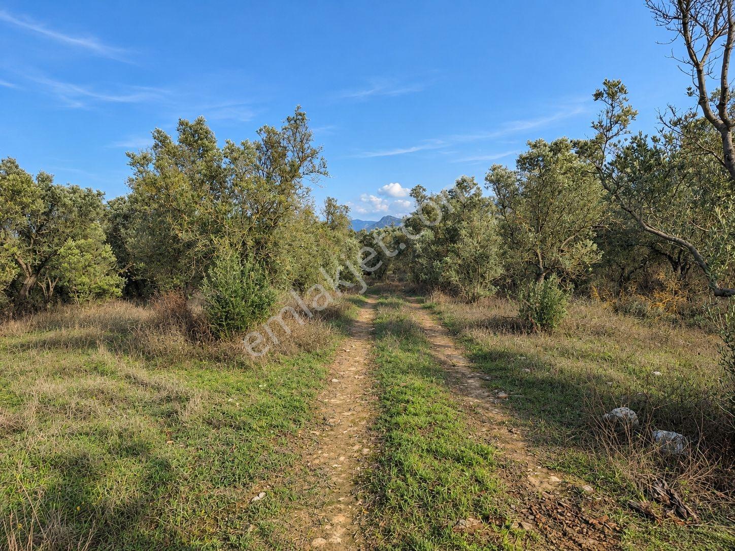 Geyve Osmaneli Sınırı 2390 M2 Bağ Nitelik Panoramik Manzaralı — fotoğraf 6