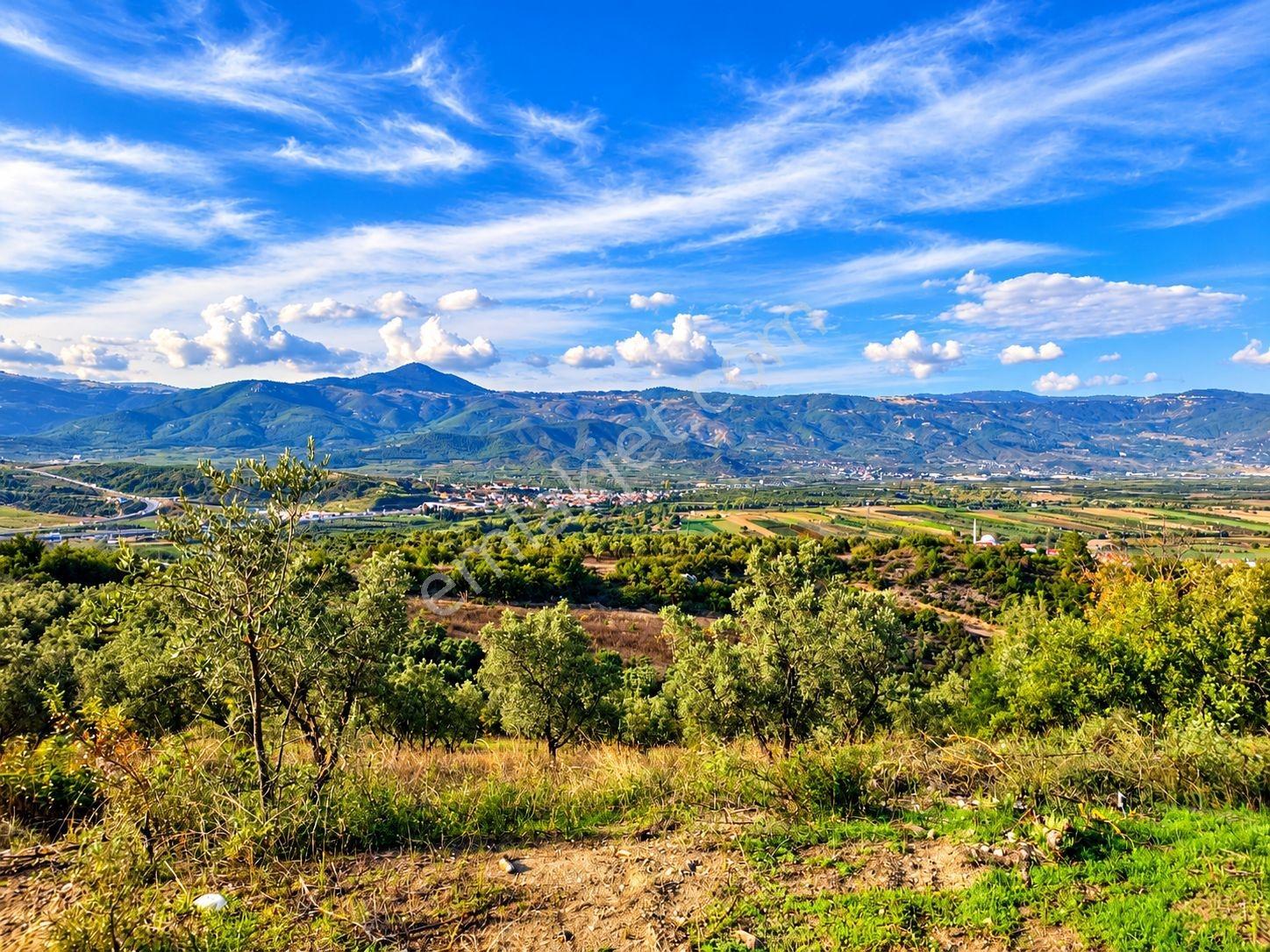 Geyve Osmaneli Sınırı 2390 M2 Bağ Nitelik Panoramik Manzaralı — fotoğraf 13