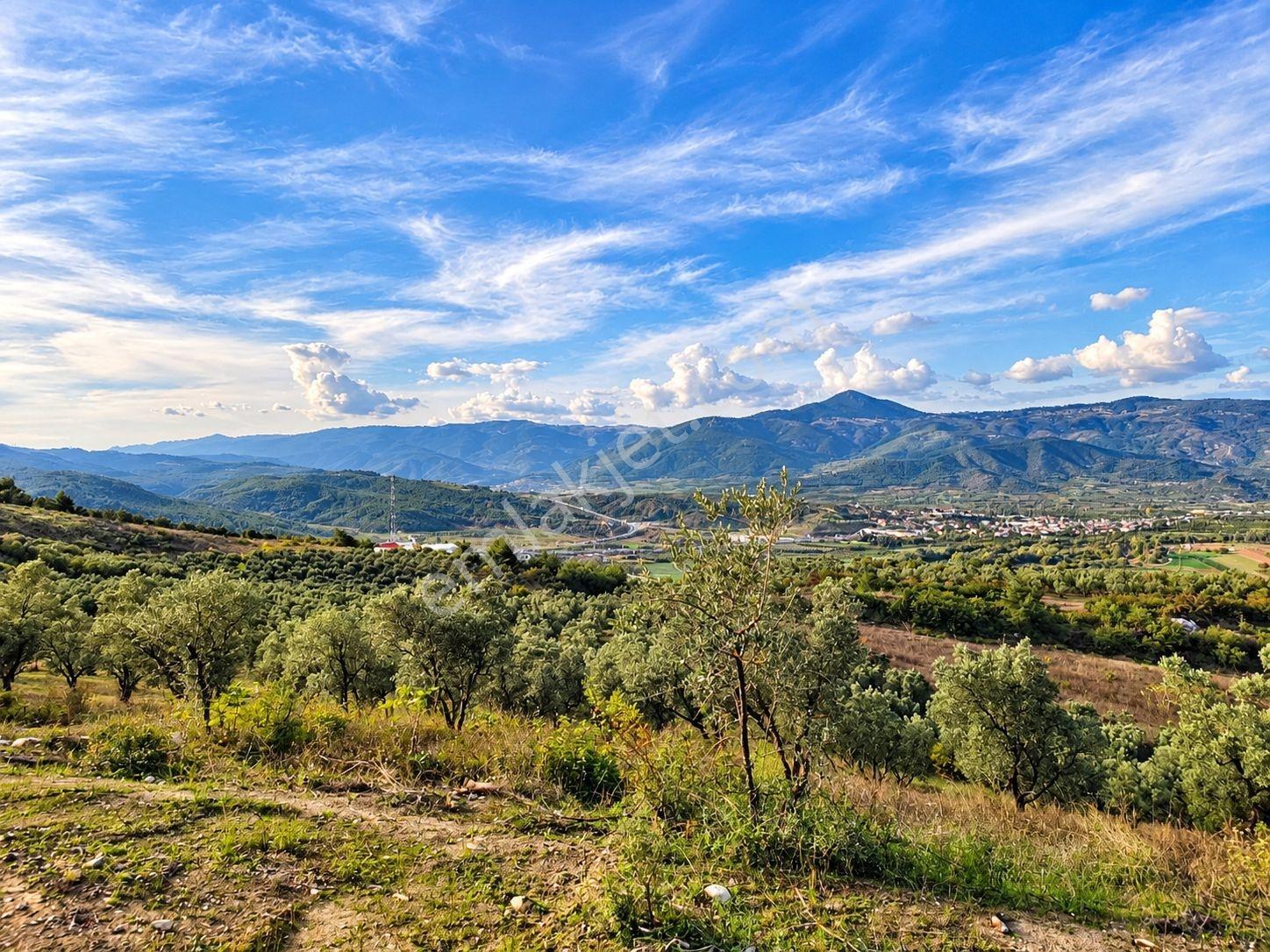 Geyve Osmaneli Sınırı 2390 M2 Bağ Nitelik Panoramik Manzaralı — fotoğraf 15