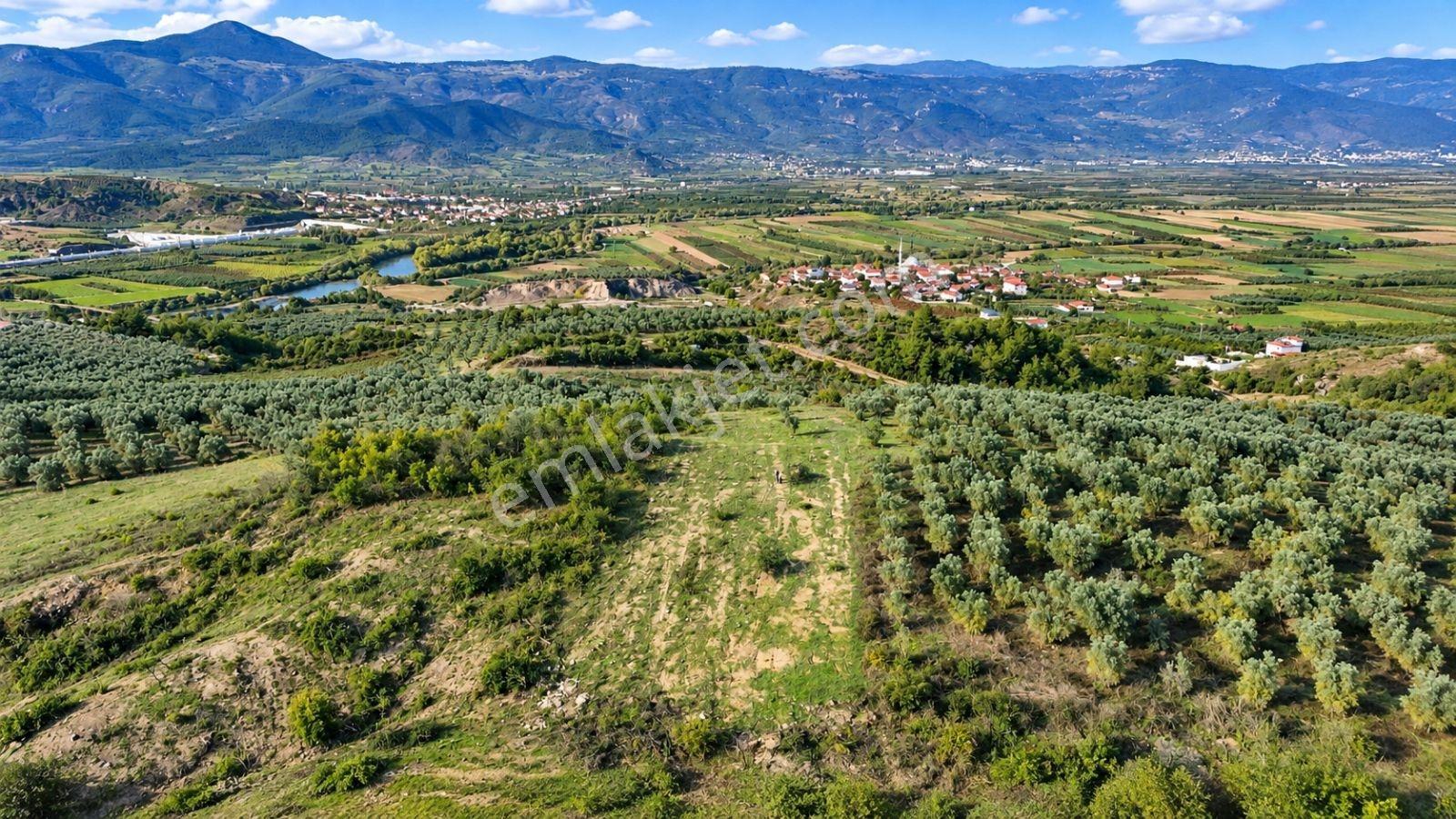Geyve Osmaneli Sınırı 2390 M2 Bağ Nitelik Panoramik Manzaralı — fotoğraf 21