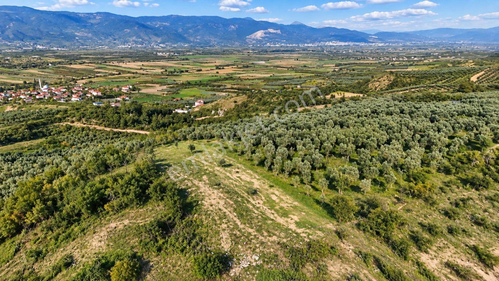 Geyve Osmaneli Sınırı 2390 M2 Bağ Nitelik Panoramik Manzaralı — fotoğraf 22