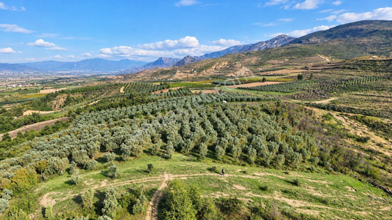 Geyve Osmaneli Sınırı 2390 M2 Bağ Nitelik Panoramik Manzaralı — fotoğraf 23