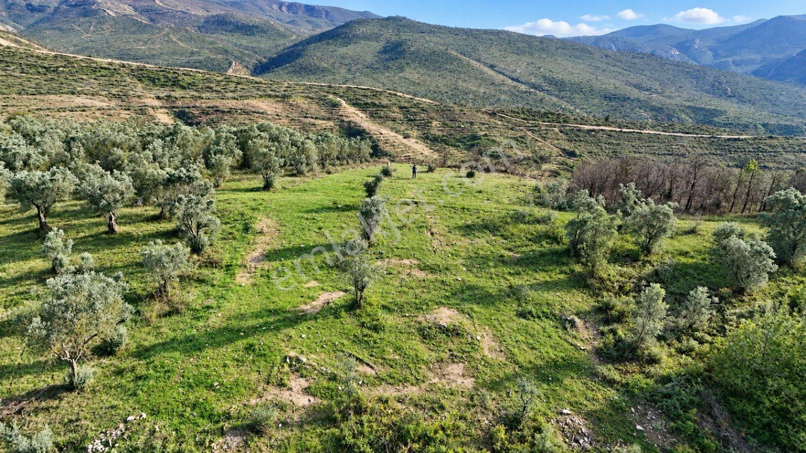 Geyve Osmaneli Sınırı 2390 M2 Bağ Nitelik Panoramik Manzaralı — fotoğraf 25